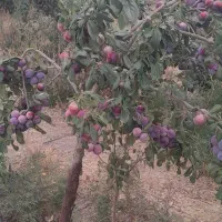 خانه باغ ودامداری ویلا روستایی
