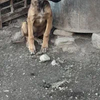 تازی جهت معاوزه با پژدر