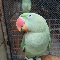 شاه طوطی ماده‌ رام|پرنده|رودان, |دیوار
