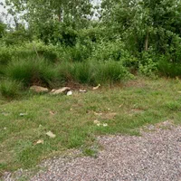 فروش زمین ۲۶۷ متری در رشت  روستای کولوش طالشان