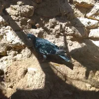 کفتر طوقی|پرنده|سراوان, |دیوار