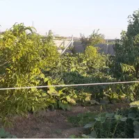 فروش باغچه نقلی