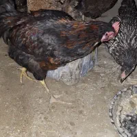 مرغ وخروس
