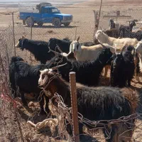 بز کهره دار|حیوانات مزرعه|آباده, |دیوار