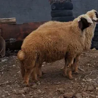 ۴راس بره قوچ عتیقه بااصالت سنجابی.زوله.وسوری