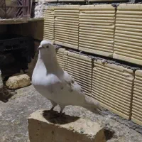 چندتا کبوتر مفلق فیت ودولا با یدونه تهرانی|پرنده|فارسان, |دیوار