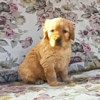 مربی سگ و پانسیون خانگی|خدمات آموزشی|رشت, گلسار|دیوار