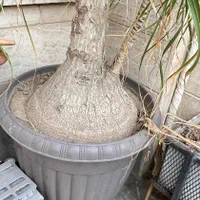لیندا 53 ساله|گل و گیاه طبیعی|تهران, باشگاه نفت|دیوار