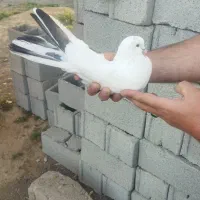کفتر نر پرشی عالی