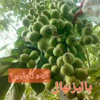 بزرگترین نهالستان کشور با مجوز جهاد کشاورزی|خدمات باغبانی و درختکاری|زنجان, |دیوار