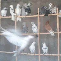 کبوتر پرشی