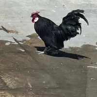 خروس‌رزکام
