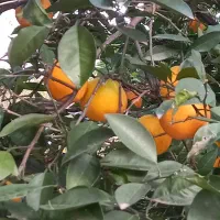 تامسون ابدار درشت درجه یک|خوردنی و آشامیدنی|نوشهر, |دیوار