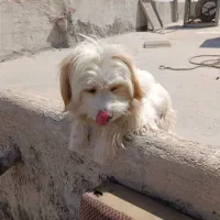 سگ پاپی خوشگل ناز واکسناش زده شده تمیز|سگ|مبارکه, |دیوار