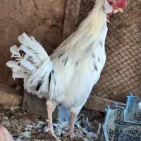 خروس گلین|حیوانات مزرعه|اصفهان, قهجاورستان|دیوار