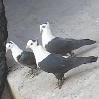 کله سفید و سبز