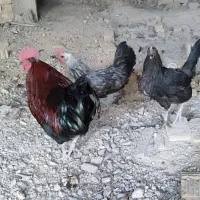 مرغ و خروس محلی|حیوانات مزرعه|شیراز, قلعه نو|دیوار
