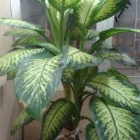 گل وگیاه|گل و گیاه طبیعی|مراغه, |دیوار