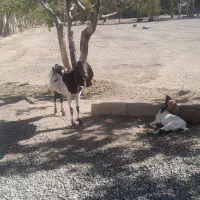 یک عدد بز پاکستانی دوتا بزغاله|حیوانات مزرعه|محمدشهر, محمدشهر|دیوار