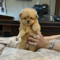 توله سگ پشمالو مالتیز عروسکی اصیل سایز صفر