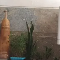 همخونه موجه