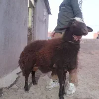 فروش فوری قوچ افشاری پیشونی سفید