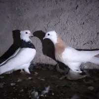فروش چند عدد کبوتر طوقی جوجه و بالغ فروشی