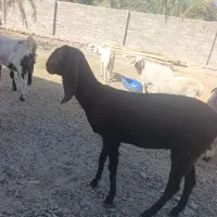 بزگتاچ پنجاب|حیوانات مزرعه|سراوان, |دیوار