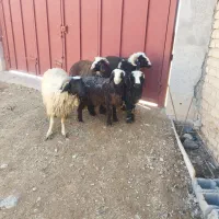 بره نر ترکی|حیوانات مزرعه|مرودشت, زنگی آباد|دیوار