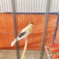 قناری نر رنگ خاص