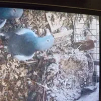 کبوتر جوجه|پرنده|برازجان, |دیوار