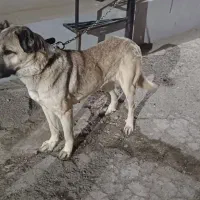 سگ ماده سرابی|سگ|رباط‌کریم, شهرک صنعتی زواره‌ای|دیوار