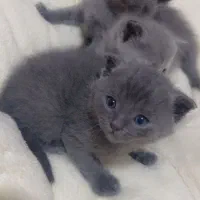 بهترین گربه های شیراز نژاد اسکاتیش( اصیل)