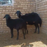 شیشک.میش بره قره قزل
