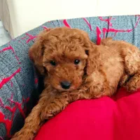 توله پودل|سگ|اصفهان, مرداویج|دیوار