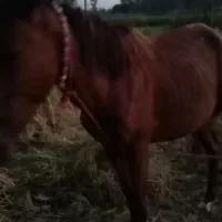 اسب