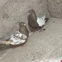 دو جفت کبوتر سینه|پرنده|هیرمند, |دیوار