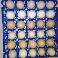تخم مرغ نطفه دار رنگی، تخم مرغ ارگانیک رسمی محلی|حیوانات مزرعه|تهران, طرشت|دیوار