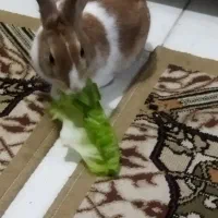 خرگوش معاوضه با مرغ،خروس