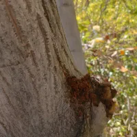 منصف‌ترین خریدار انواع چوب و هرس درختان باغی