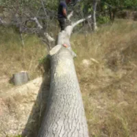 چوبباغیشماراخریدارمبهقیمتبالا|خدمات باغبانی و درختکاری|بجنورد, |دیوار