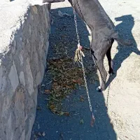 توله سرابی گم شده