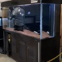 اکواریوم|ماهی|اردبیل, |دیوار