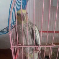 عروس هلندی قلباغاله