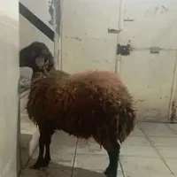 همو زیگوت   یا چند قلو زا|حیوانات مزرعه|کلاترزان, |دیوار