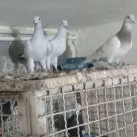 شامی کرمونی