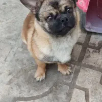 با سلام یک قلاده سگ پکینیز  پاکوتاه اصل باباکس