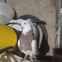 چندکبوتر طوقی