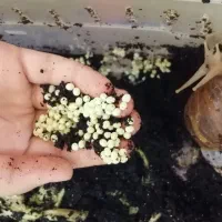 حلزون آلبینو آچاتینا|خزنده|قوچان, |دیوار