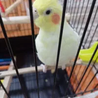 عروس هلندی رام رنگ لوتینو|پرنده|کرمانشاه, |دیوار